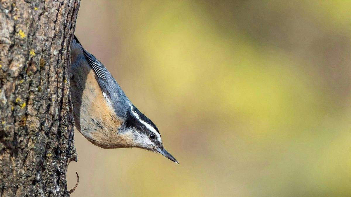 Sunday Morning Bird Walk, 12 October | Event in Bellingham | AllEvents