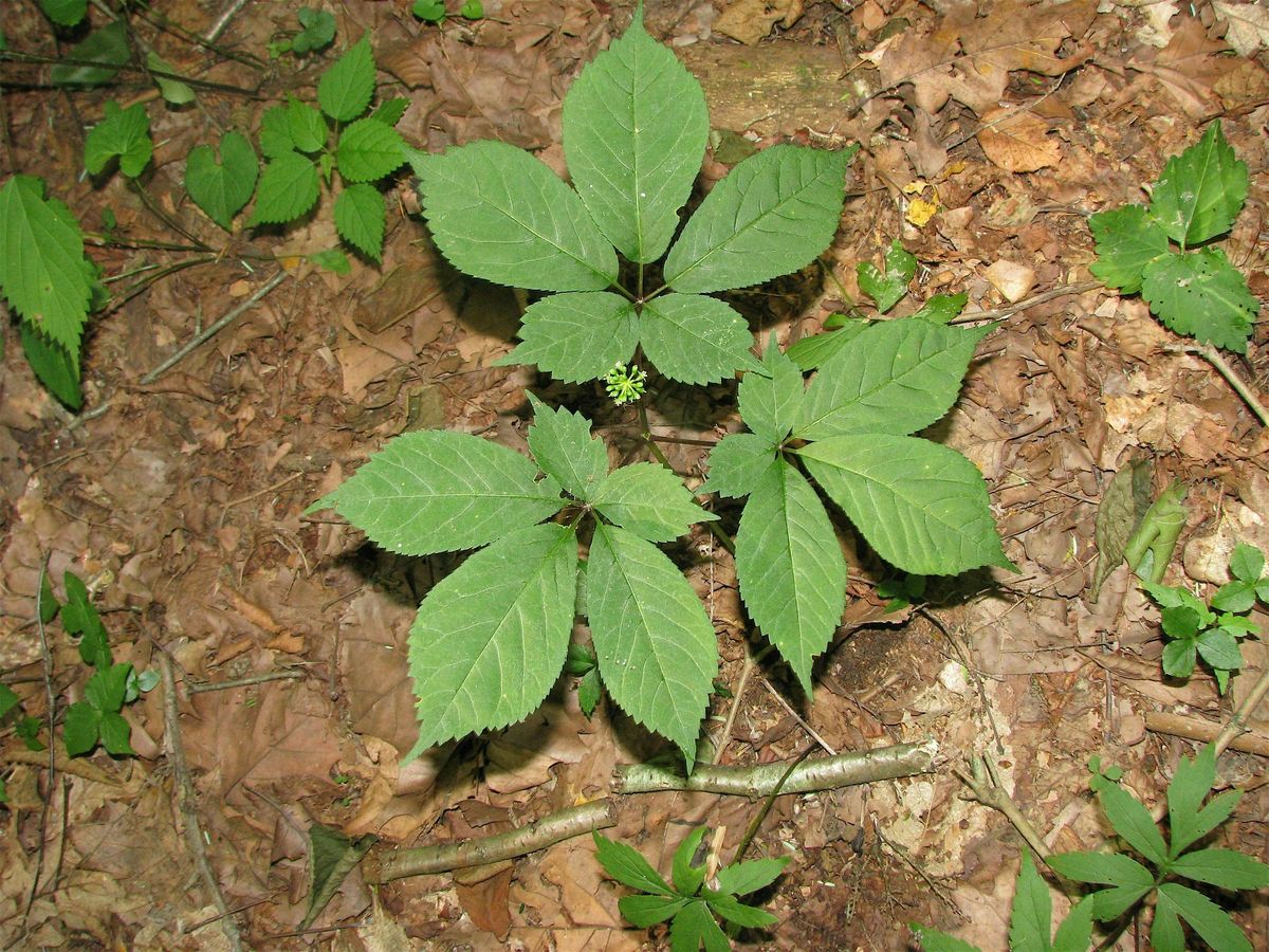 Ginseng Production Workshop, 26 September | Event in Wilkesboro | AllEvents