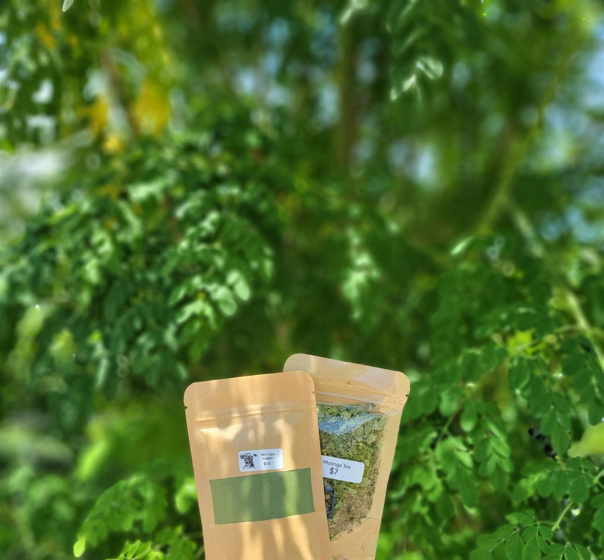 Community SOGarden Moringa Lunch and Learn, 20 September | Event in Tampa | AllEvents