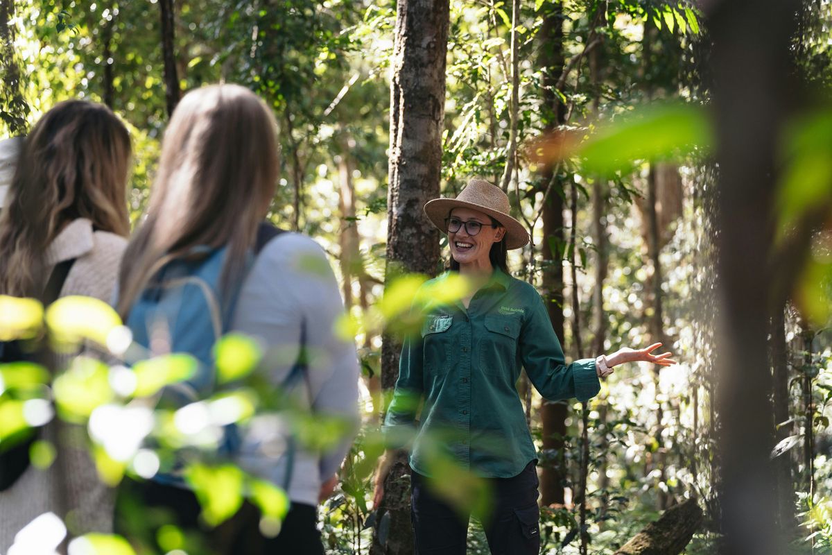 Nature & Forest Bathing, Kondalilla Falls and Picnic Creek, 5 December | Event in Flaxton | AllEvents