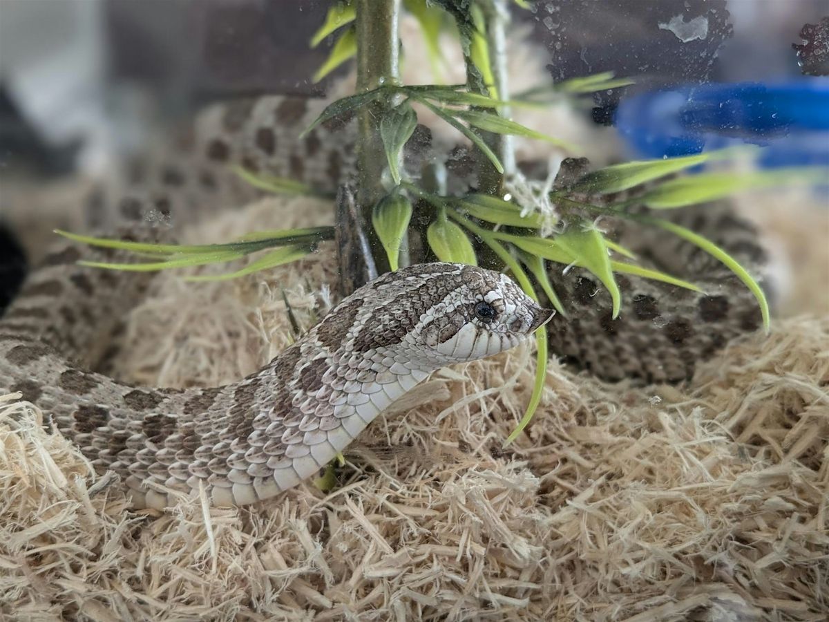 Responsible Pet Ownership: Keeping Snakes, 7 December | Event in Cincinnati | AllEvents