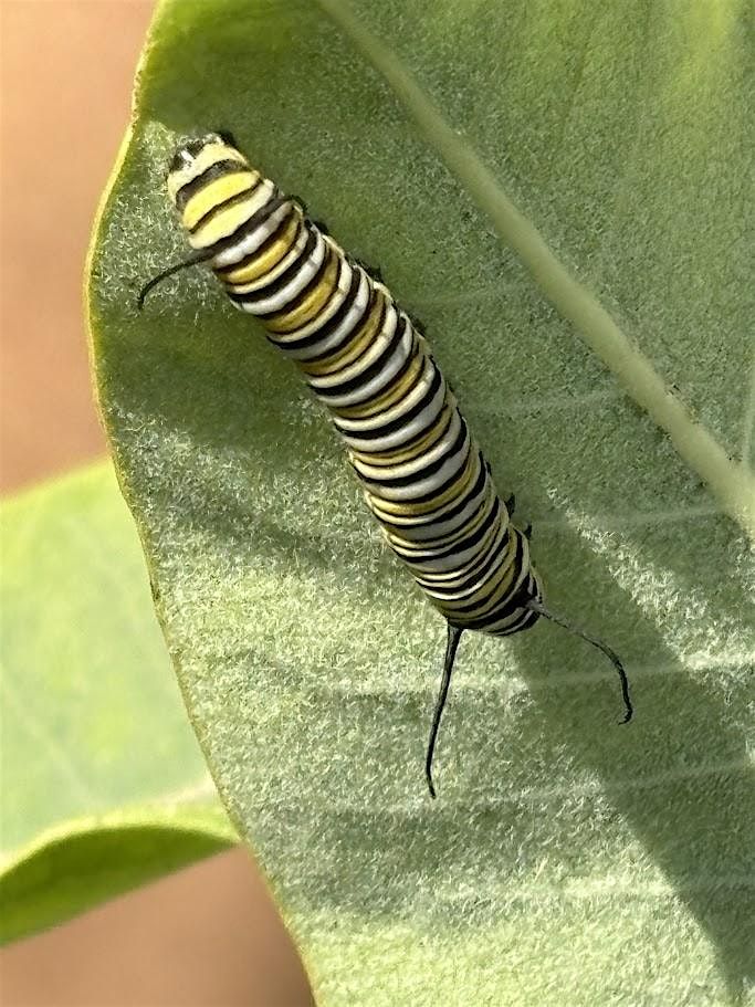 Pollinator Weekend: Monarch Day, 17 August | Event in Delaplane | AllEvents