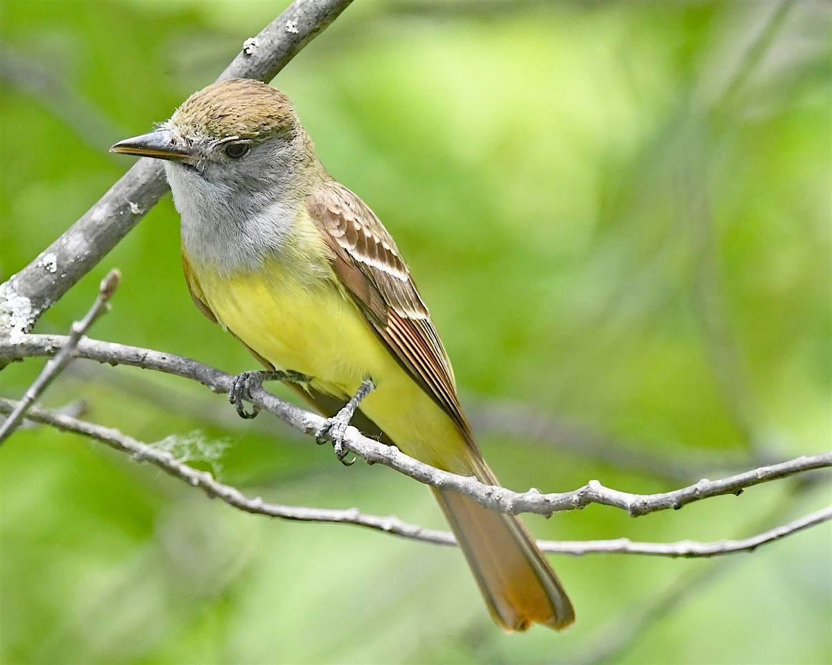 October Fall Migration Bird Walk, 4 October | Event in Chesterton | AllEvents