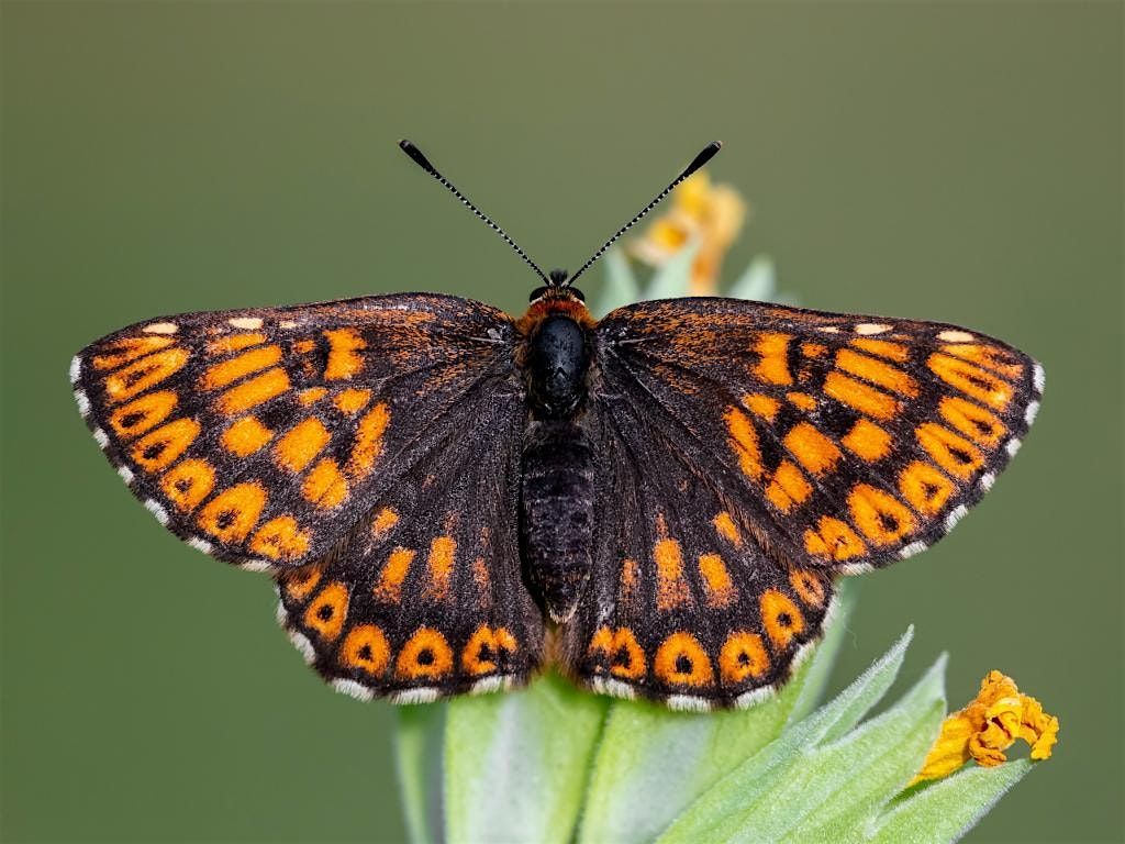Duke of Burgundy Butterfly Workshop, 6 November | Event in Dorchester | AllEvents