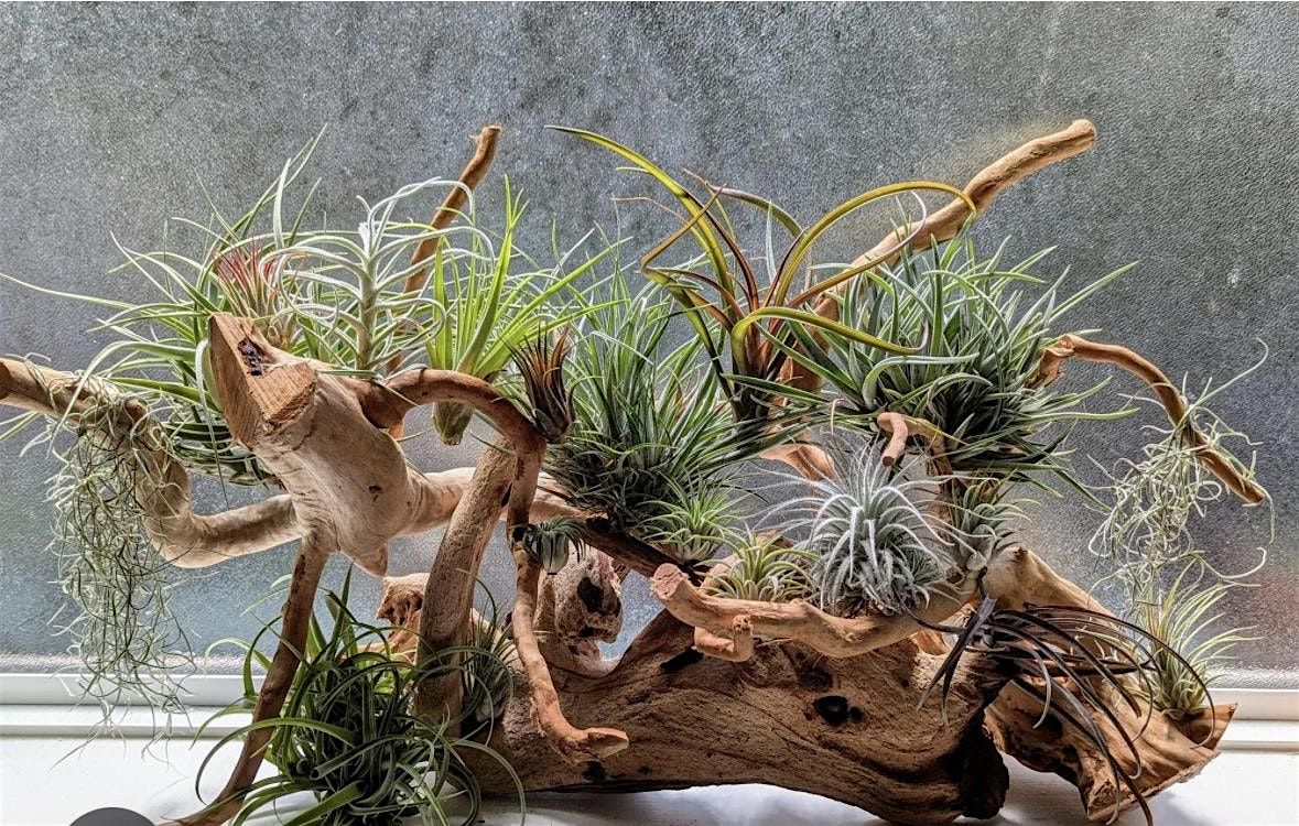 Air plant Centerpiece, 24 May | Event in Fort Collins | AllEvents