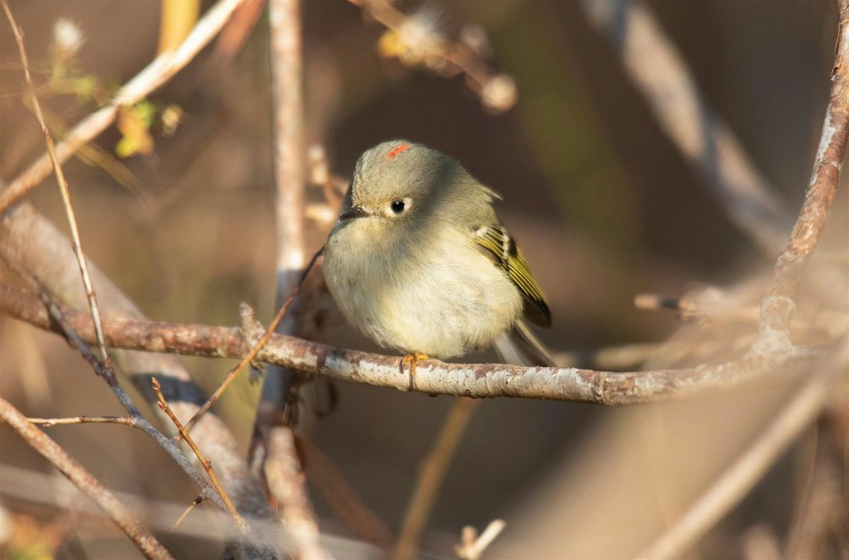 Guided Bird Hike at Short Hills - November Edition, 16 November | Event in Thorold | AllEvents