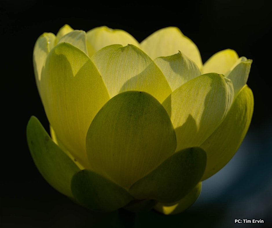 Sabda Mauna - Resonance and Sound Bath with Brian and Christine 8/15 at 10a, 15 August | Event in Washington