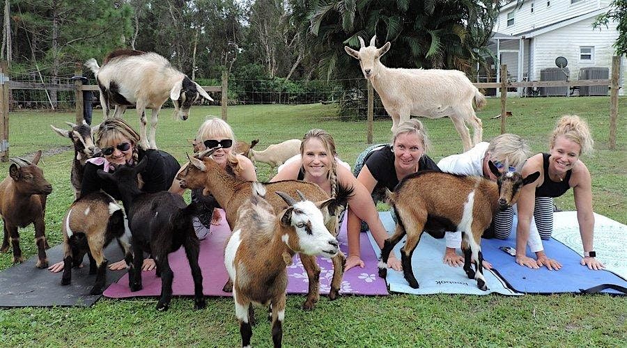 True North Alumni Goat Yoga, 31 May | Event in Jacksonville | AllEvents