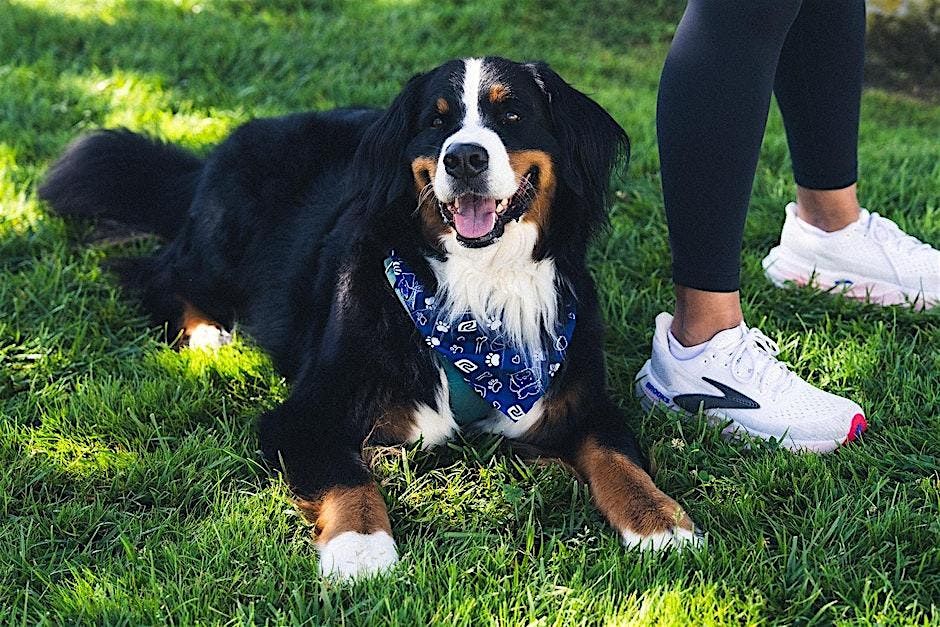 National Dog Day with Road Runner Sports featuring Labs And More, 26 August | Event in San Diego | AllEvents