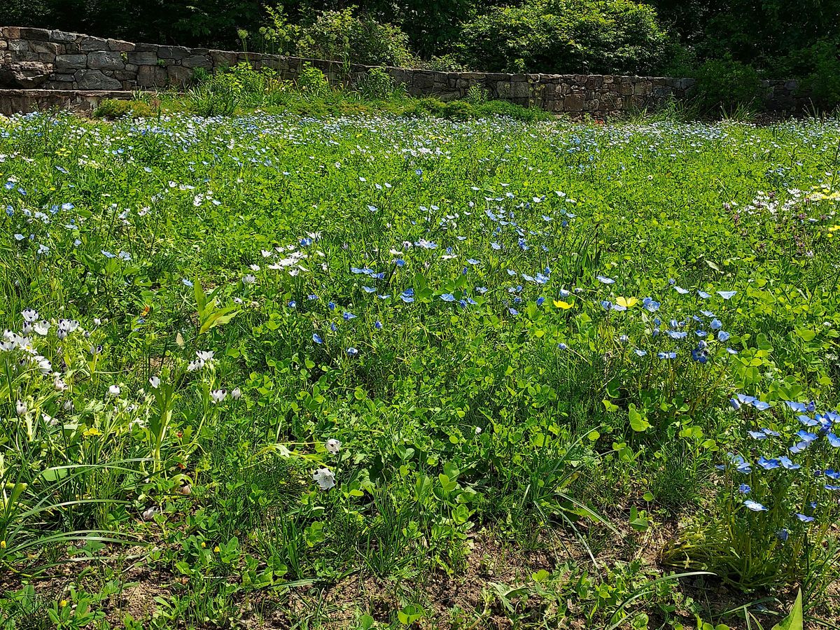 Sustainable Alternative Lawn Lunch and Learn, 12 August | Event in Norwalk | AllEvents