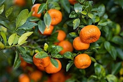 History of Citrus in Florida, 19 September | Event in Largo | AllEvents