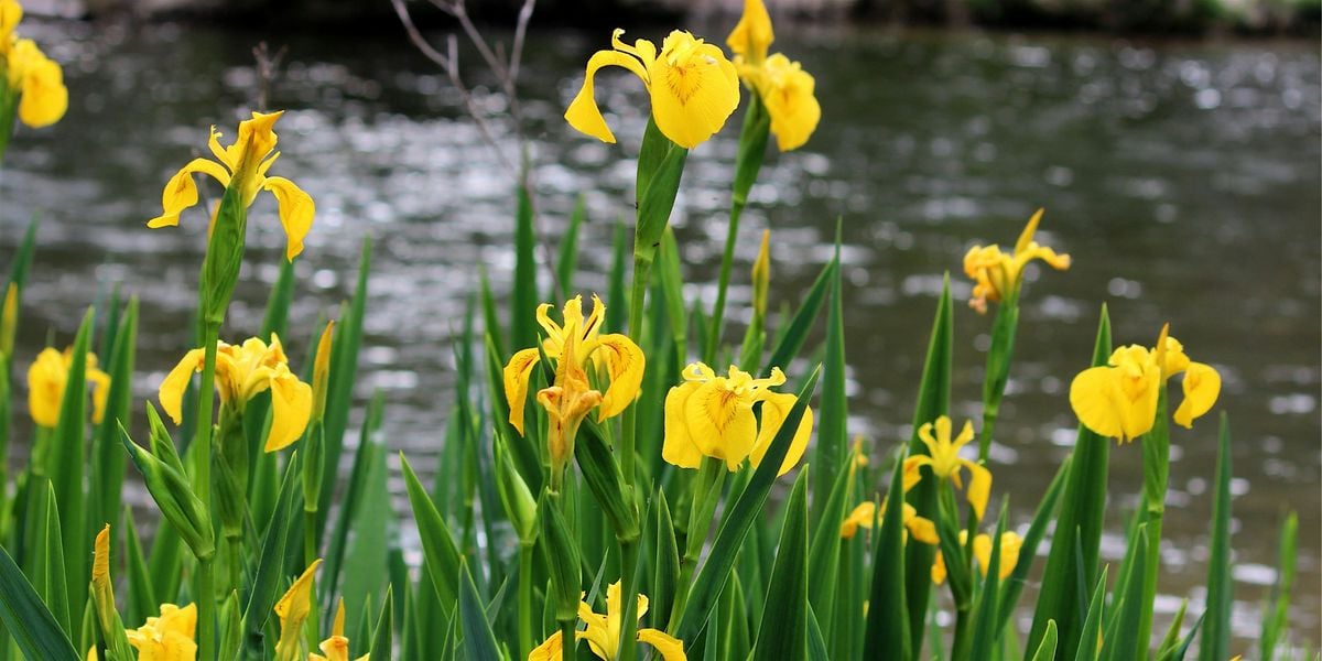 Wetland Invasive Stroll, 18 July | Event in Grand Island | AllEvents