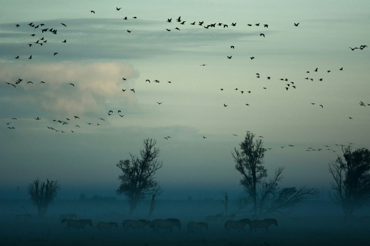 Dawn chorus: awakening within | Event in Bristol | AllEvents