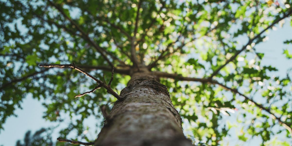 Trees of the Gorge (8+), 19 July | Event in Niagara Falls | AllEvents