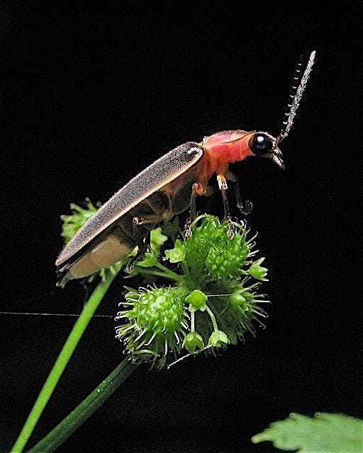 Firefly: The State Insect of Pennsylvania, 8 May | Event in Haverford | AllEvents