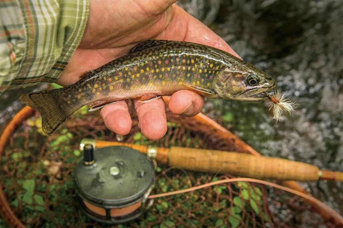Adult Fly Fishing 101, 18 June | Event in Brighton | AllEvents