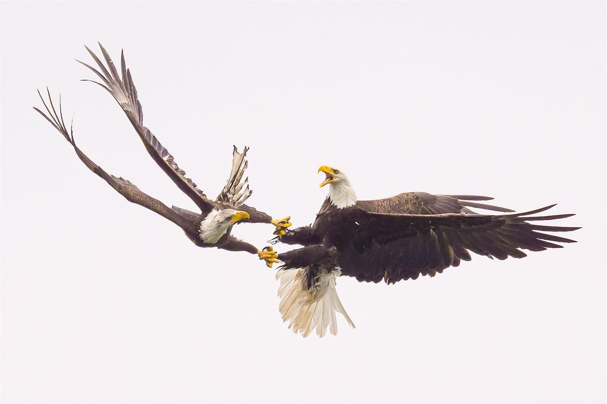 Bald Eagle Photography Workshop, 13 December | Event in Coeur d'Alene | AllEvents