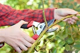Pruning Trees and Shrubs - Mocksville, 12 November | Event in Mocksville | AllEvents