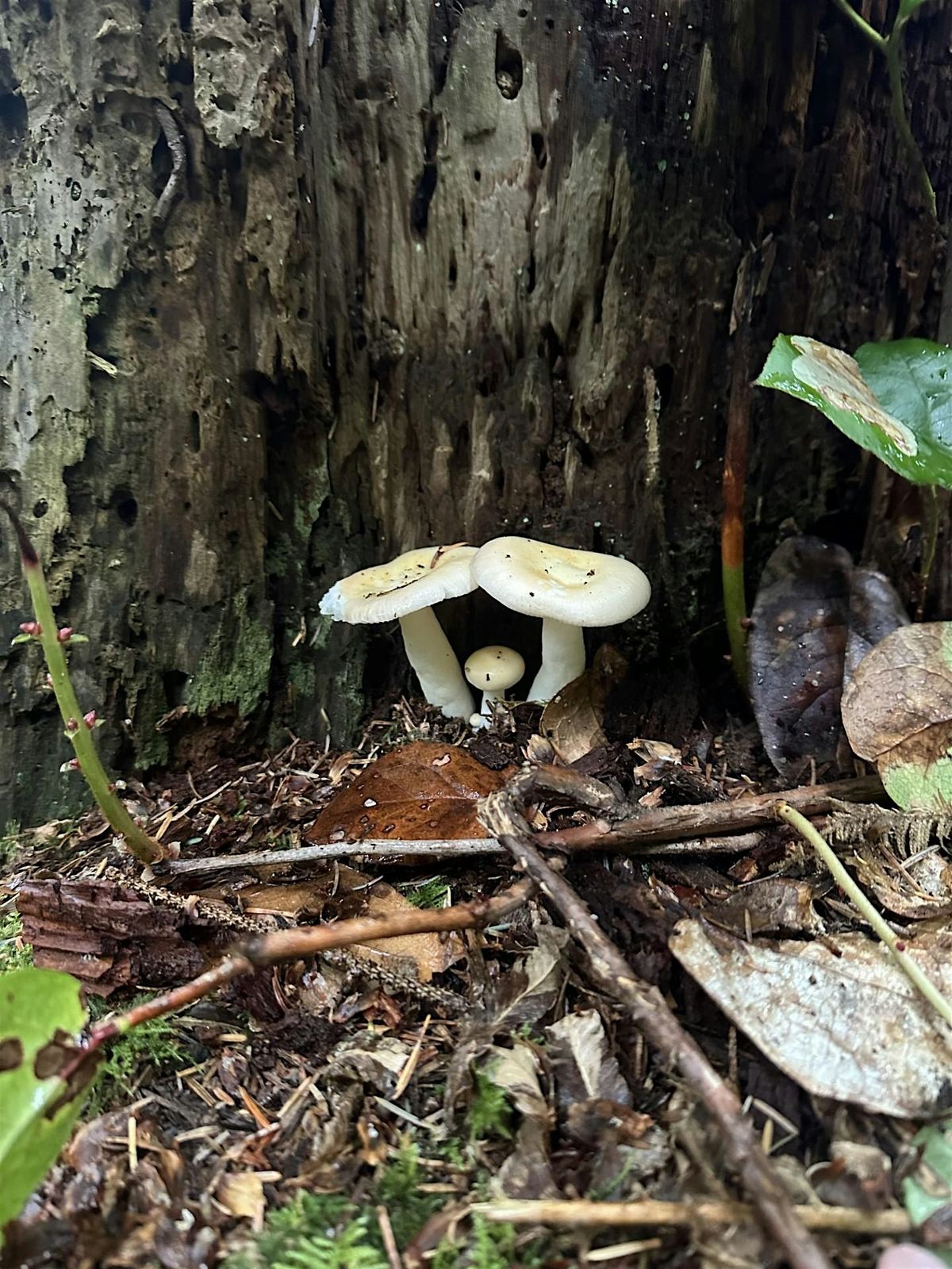 2nd Mushroom-Spotting Walk & Cooking Demonstration, 1 November | Event in Nehalem | AllEvents