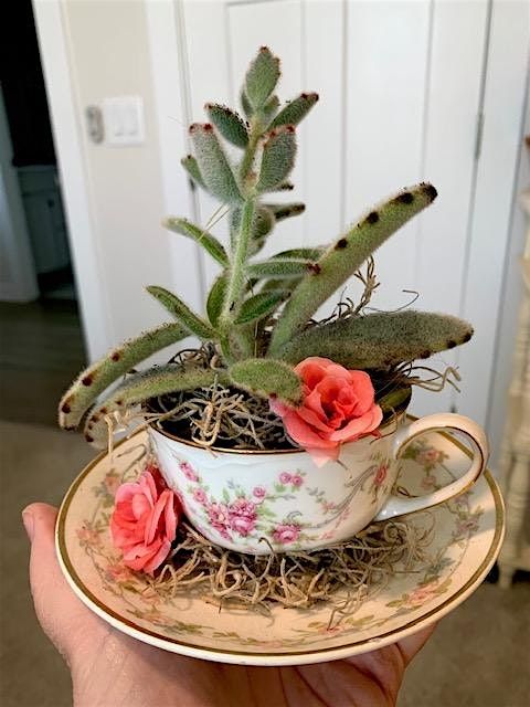 Succulent Teacup Keepsake, 10 May | Event in Spartanburg | AllEvents