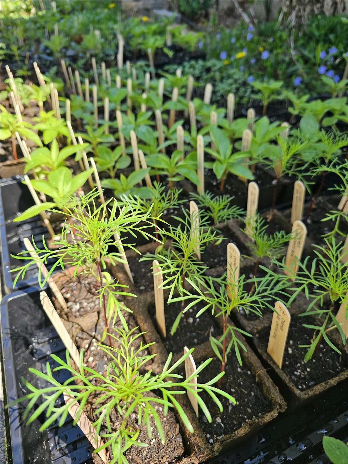Big Plant Sale! (Spring Fundraiser), 17 May | Event in Warren | AllEvents