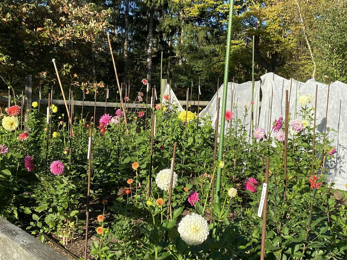 Dahlia Delights: A Blooming Experience!, 22 May | Event in Aurora | AllEvents