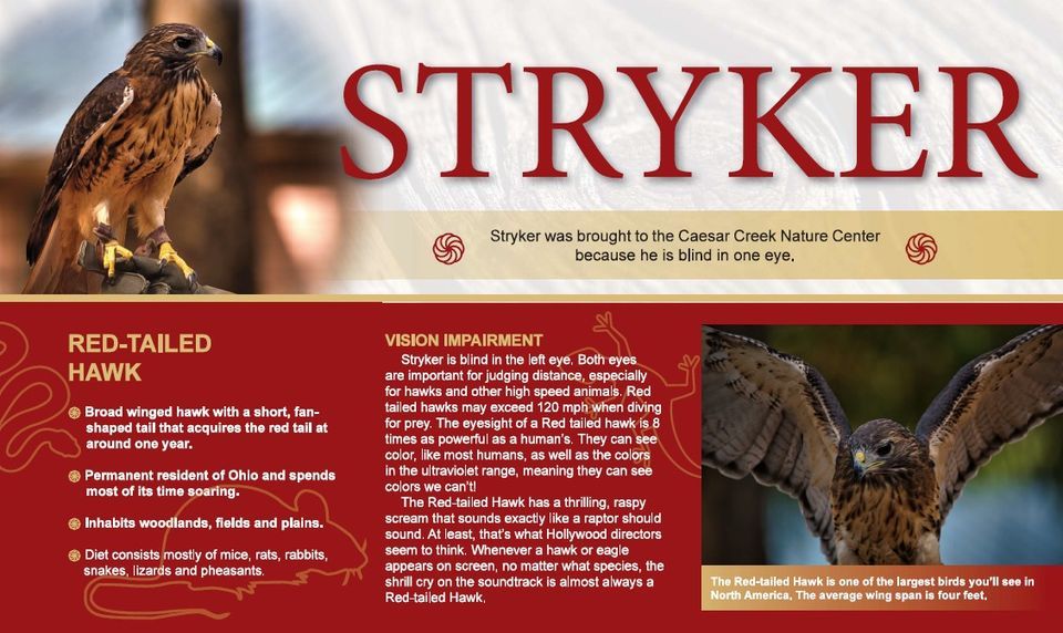 Raptor Feeding, Caesar Creek Nature Center, Harveysburg, January 6 2024