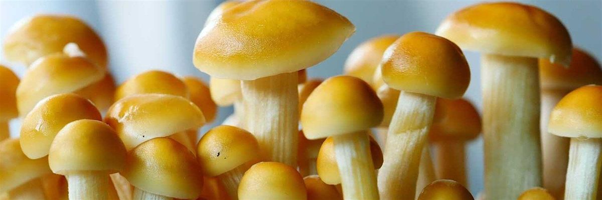 Men, Mushrooms, and Meaning, 10 June | Event in Bend | AllEvents