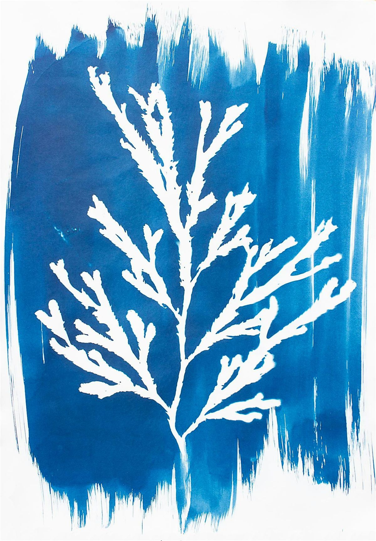 Cyanotype Workshop, 18 October | Event in Redruth | AllEvents