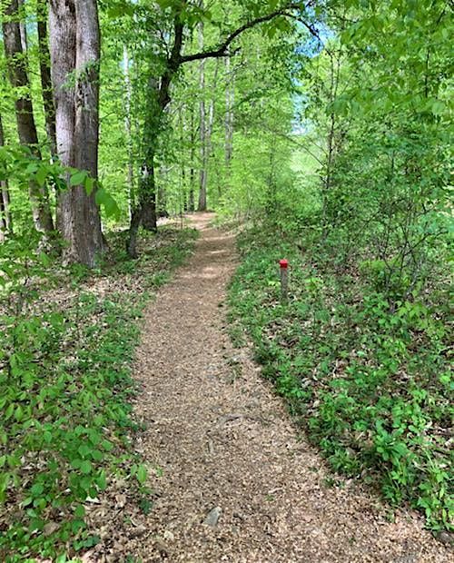 Summer Guided Tree Walk at the Ivy Creek Natural Area (ICNA), 12 August | Event in Charlottesville | AllEvents