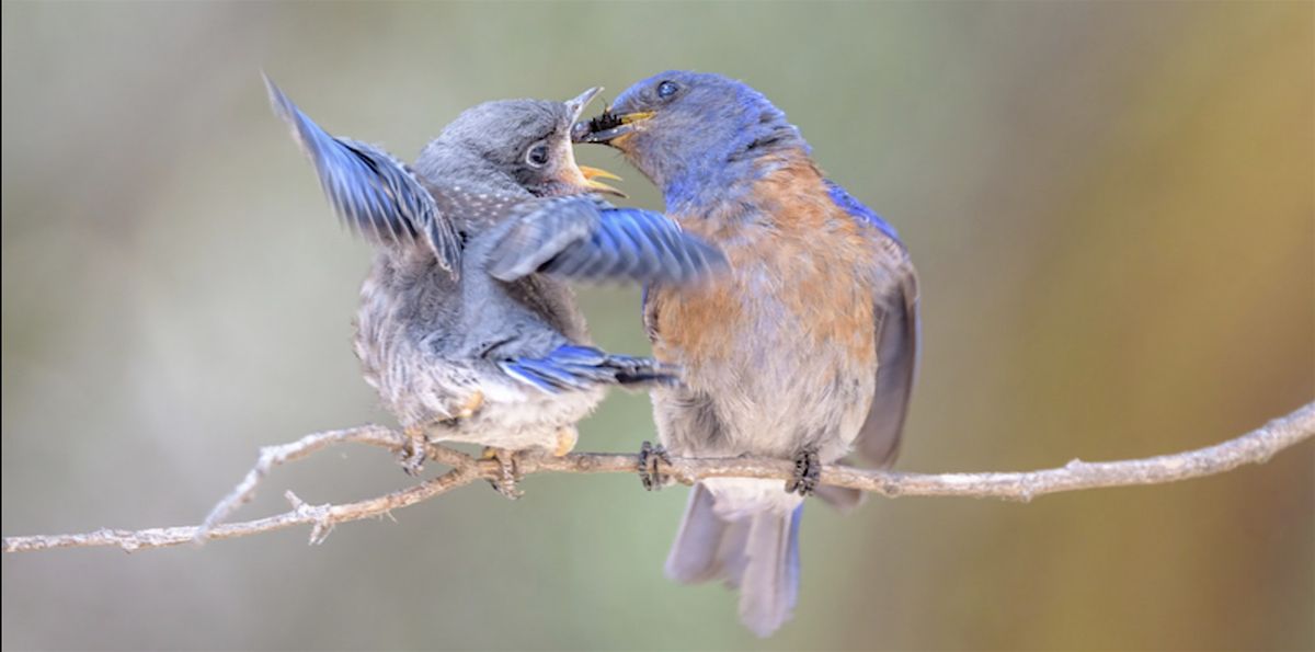 Nelda Swiggett Quintet - "For the Birds", 15 November | Event in Port Townsend | AllEvents