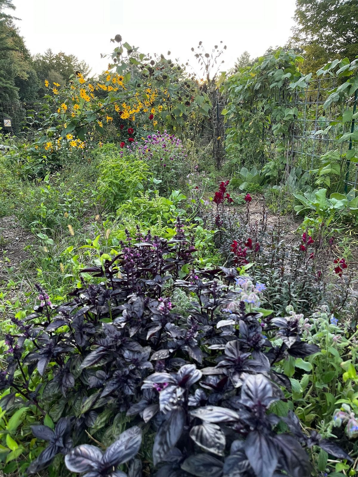 Herbalism 101 For Kids (and their grownups!), 24 August | Event in Claremont | AllEvents