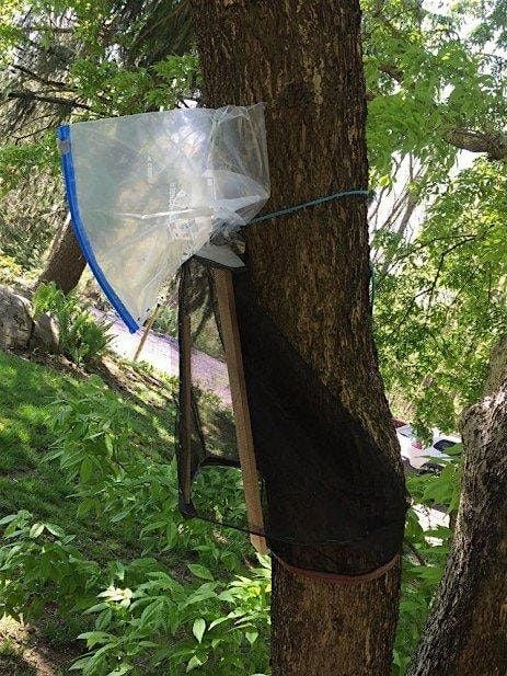 Build Spotted Lanternfly Traps at Greenbelt Nature Center, 20 July | Event in Staten Island | AllEvents