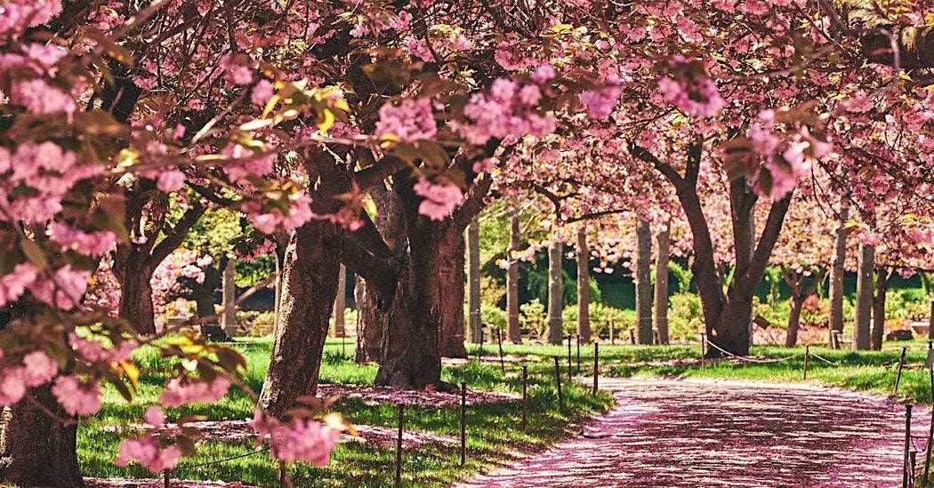 4/20 at 2PM: UWS Tulips & Central Park Blossoms walk, 24 May | Event in New York | AllEvents