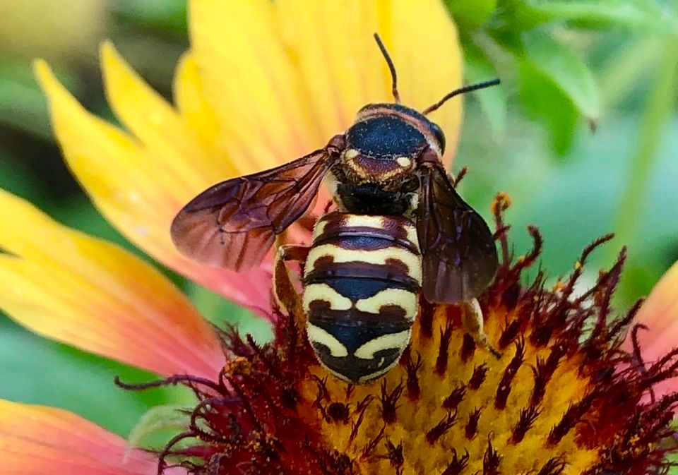 March Monthly Meeting Lauren Simpson Our Amazing Native Bees And The march-monthly-meeting-lauren-simpson-our-amazing-native-bees-and-the
