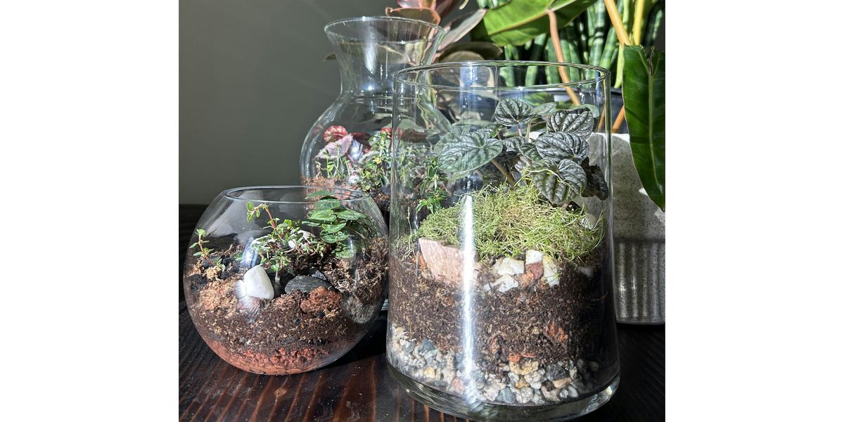 Terrarium Building Workshop at Moss Houseplants May 17th, 17 May | Event in Boulder | AllEvents