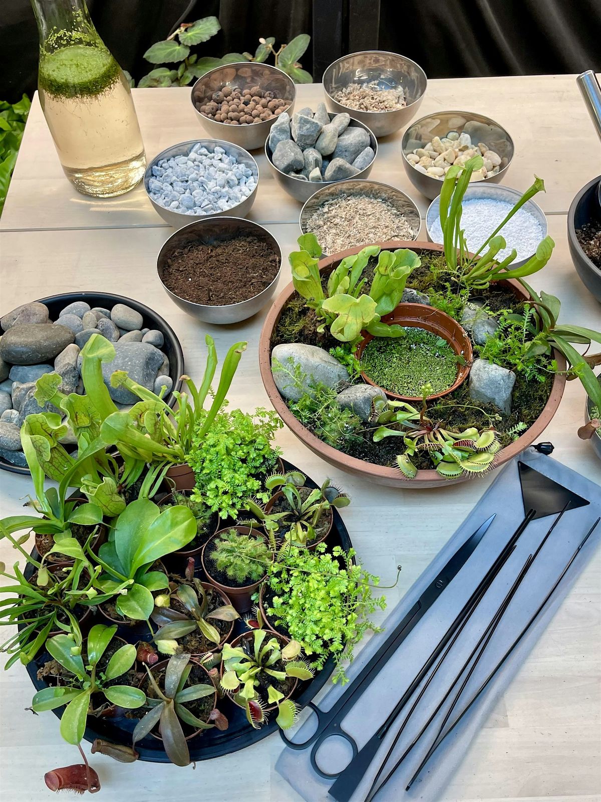 Carnivorous Plant Bog  Workshop: Sunday July 27th, 10am-12pm, 27 July | Event in Philadelphia | AllEvents