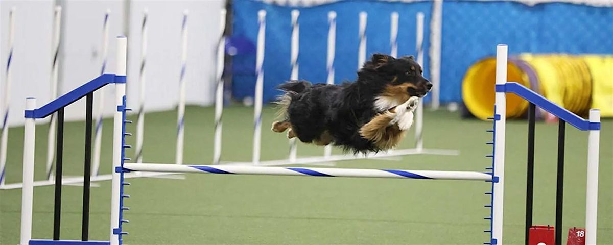 AGILITY WORKSHOPS with Heather Adams - Canine Expo 2025, 27 September | Event in Cobleskill | AllEvents