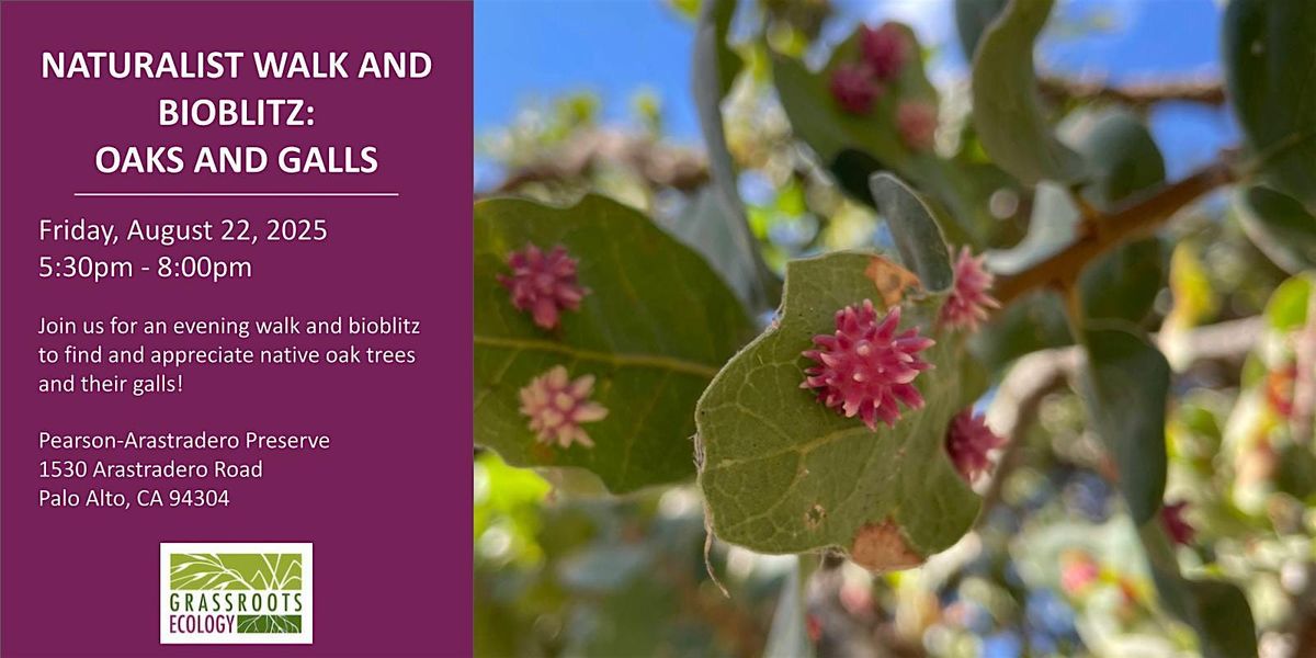 Oaks and Galls Naturalist Walk and Bioblitz at Pearson-Arastradero Preserve, 22 August | Event in Palo Alto