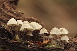 Fungi Identification for Improvers in the Field, 29 October | Event in Cranbrook | AllEvents