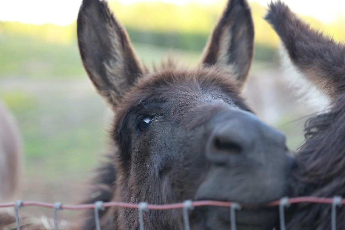 Donkey 101 - Fundamentals for the New Donkey Owner, 13 September | Event in Concord | AllEvents