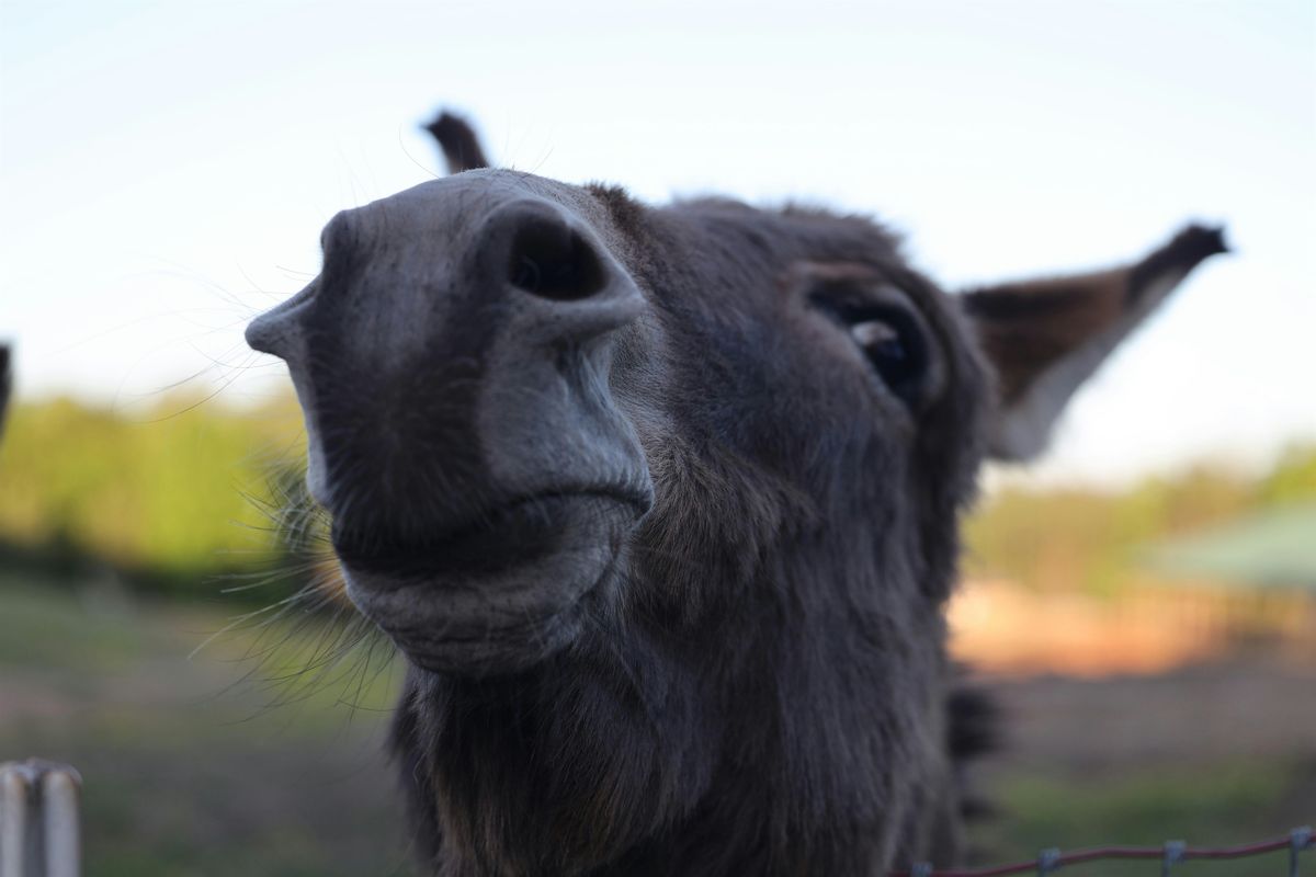 Donkey 201- Donkey Training and Ownership, 14 September | Event in Concord | AllEvents