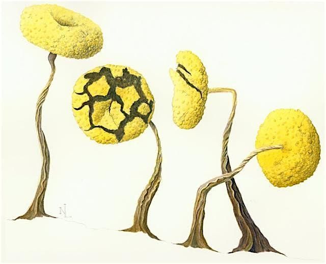 Drawing through the Microscope, 12 July | Event in Petersham | AllEvents