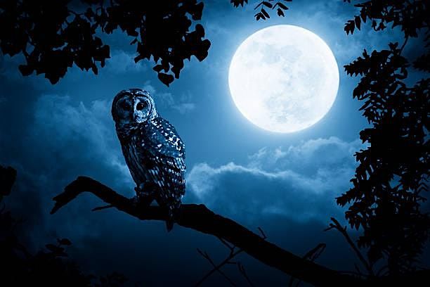 Owl Prowl, 1 August | Event in Clearwater | AllEvents