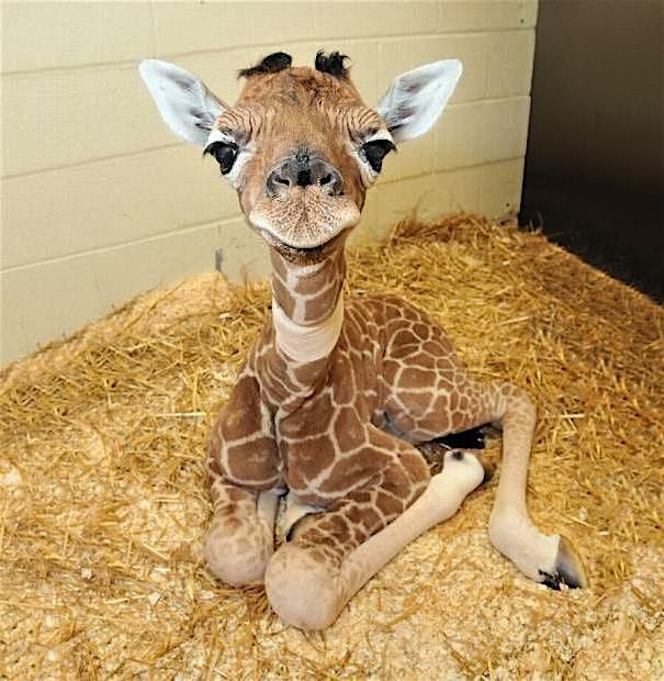 New Season Global Kids Zoo trip, 8 June | Event in Fort Worth | AllEvents