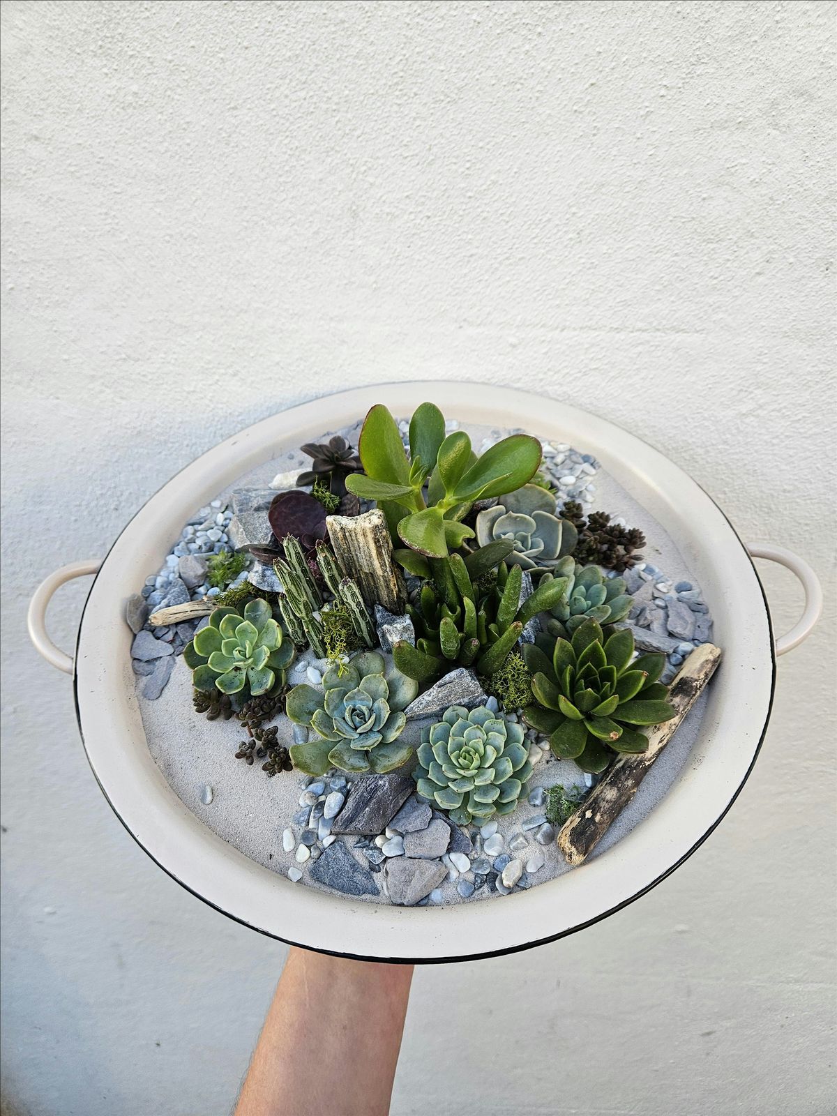 Open succulent terrarium, 24 January | Event in Brighton and Hove | AllEvents