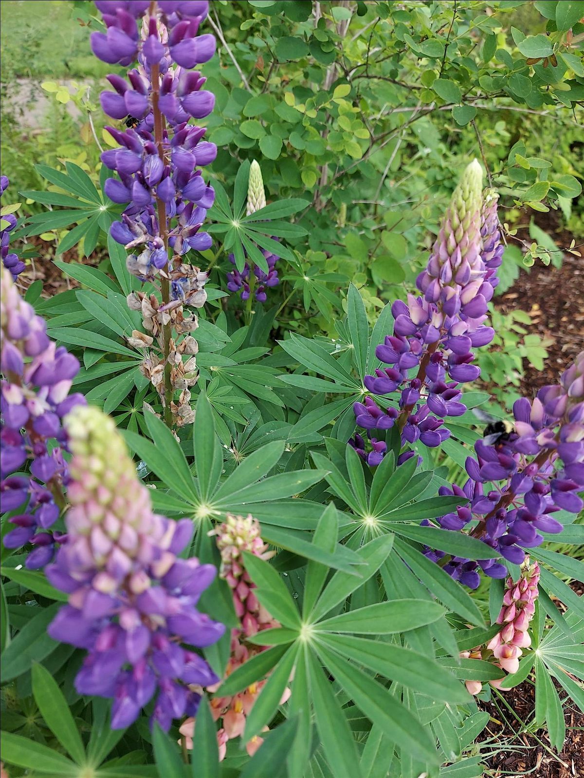 Gardening in Agreement with Nature; Native Plants – Learn & Serve Workshop, 21 July | Event in Vancouver