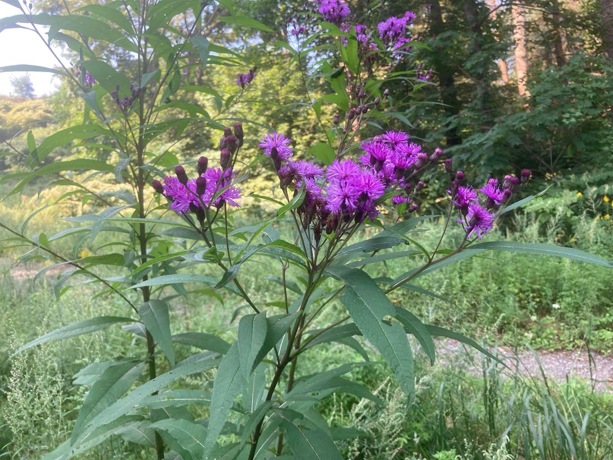 Queer Nature and Biodiversity in the Fells, 26 June | Event in Stoneham | AllEvents