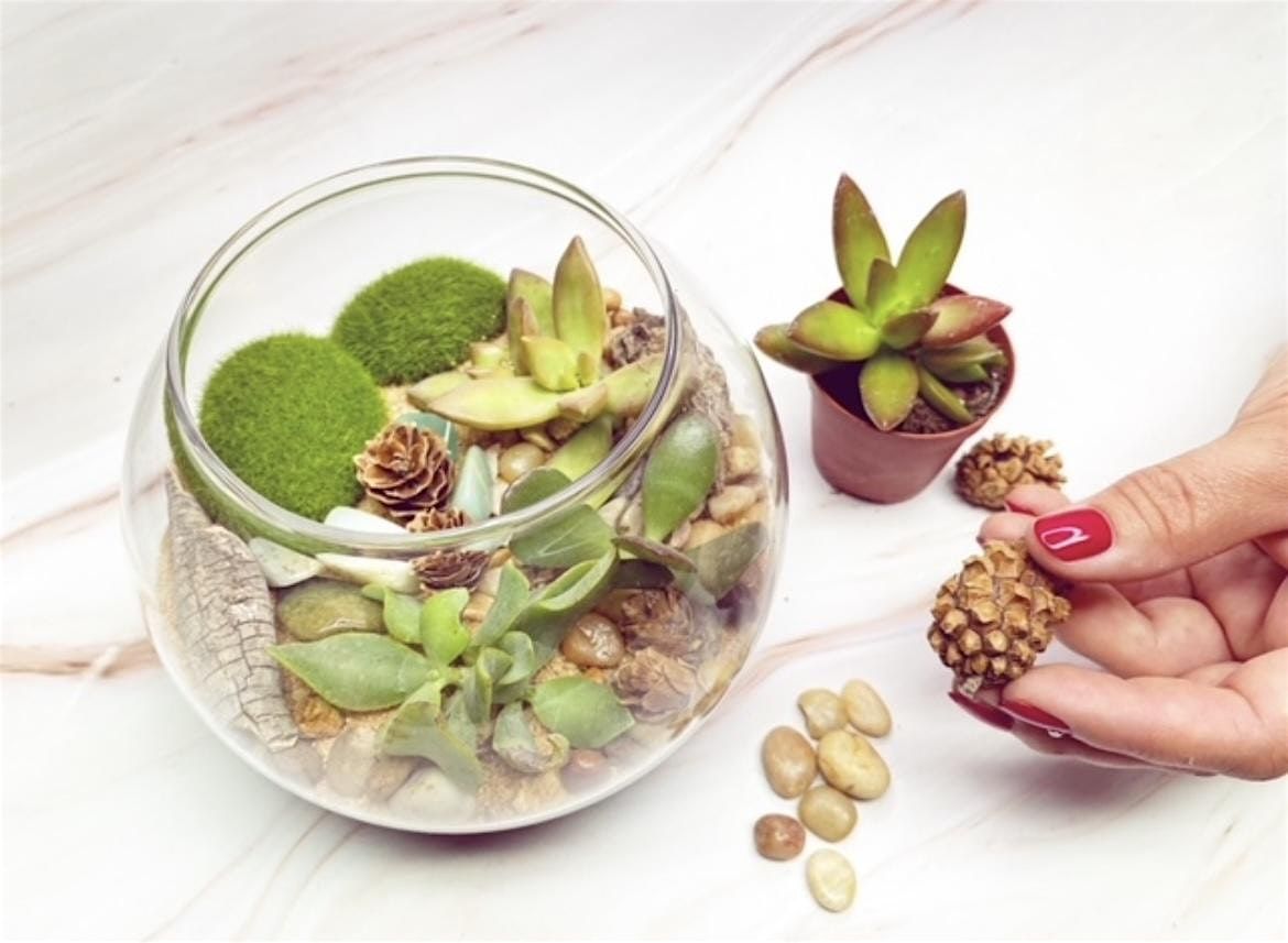 Create your own Terrarium!, 25 September | Event in Fairfax | AllEvents