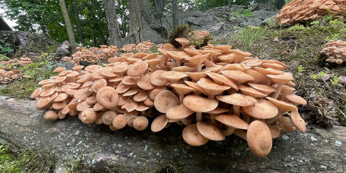 Fungi Walk - September 13, 13 September | Event in Yonkers | AllEvents